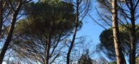 Itinerario Teraputico Bosque de Can Fornaca, Girona. #P57 Anteproyecto para la creacin de un Itinerario Forestal Teraputico en el Bosque de Can Fornaca en Caldes de Malavella, Girona.